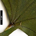 SpeciesSub: subsp. mono SpeciesSub: subsp. mono